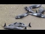 日本海岸150余头海豚搁浅 民众洒水施救【猪头传媒】