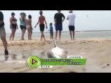 美国超2米长大白鲨搁浅沙滩 游客泼水救援