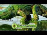 南非一鳄鱼被水藻覆盖似“绿色水怪”