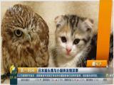 猫头鹰与小猫咪友情深厚