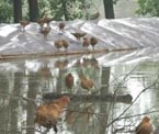南京6000只鸡被淹死