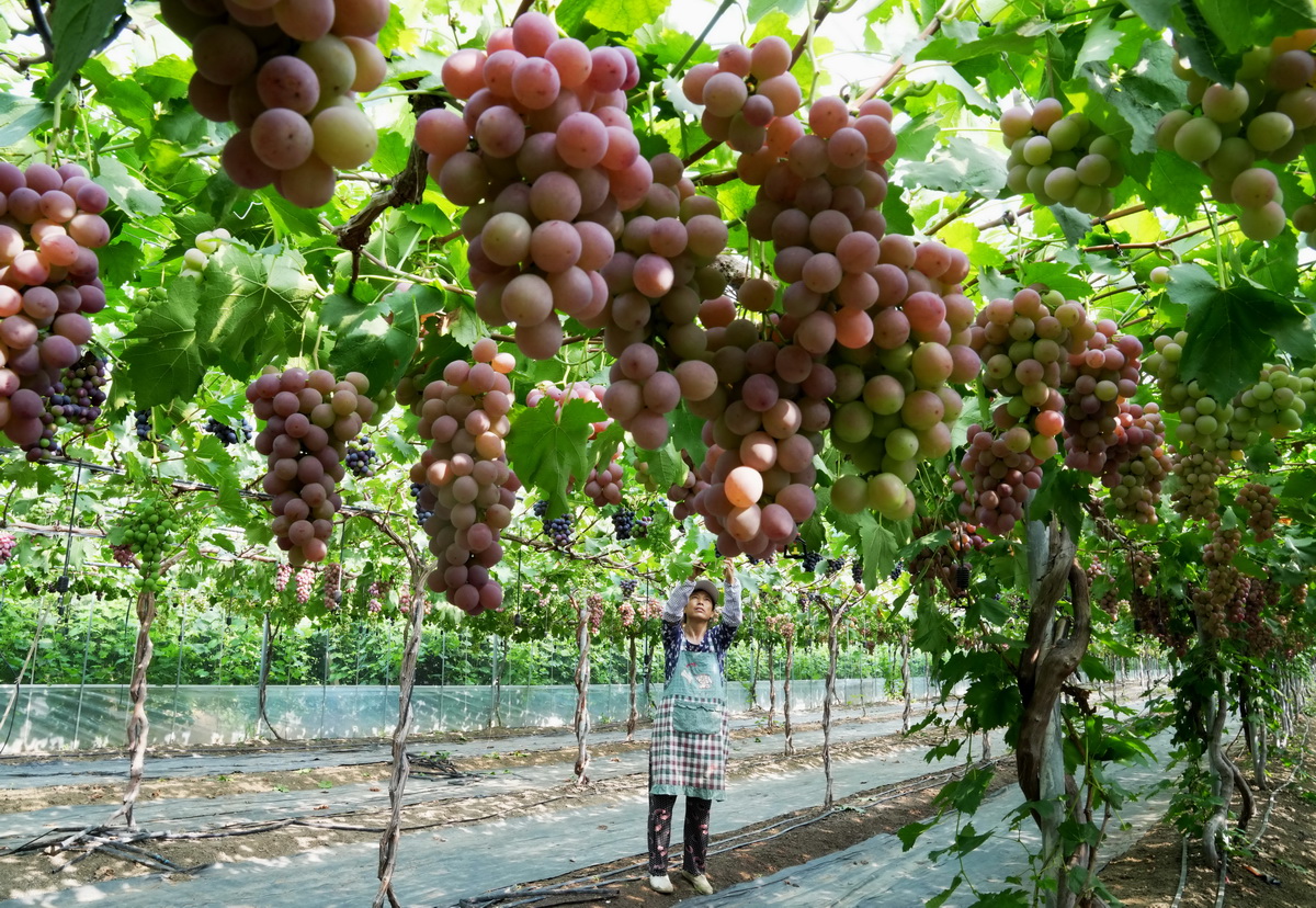 8月15日，卢龙县蛤泊镇鲍子沟村秦皇岛绿佳家庭农场的工人在管护大棚葡萄。