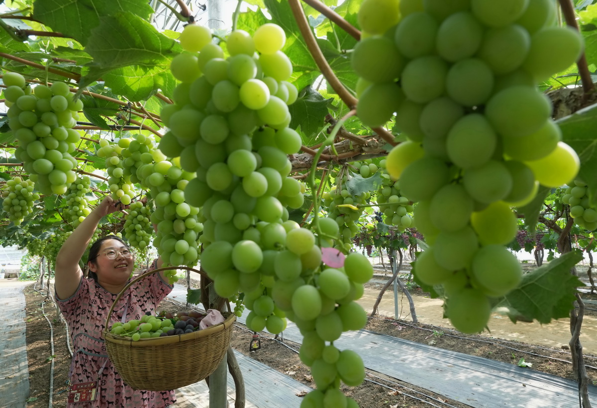 8月15日，卢龙县蛤泊镇鲍子沟村秦皇岛绿佳家庭农场主邢艳丽在大棚内采摘葡萄。