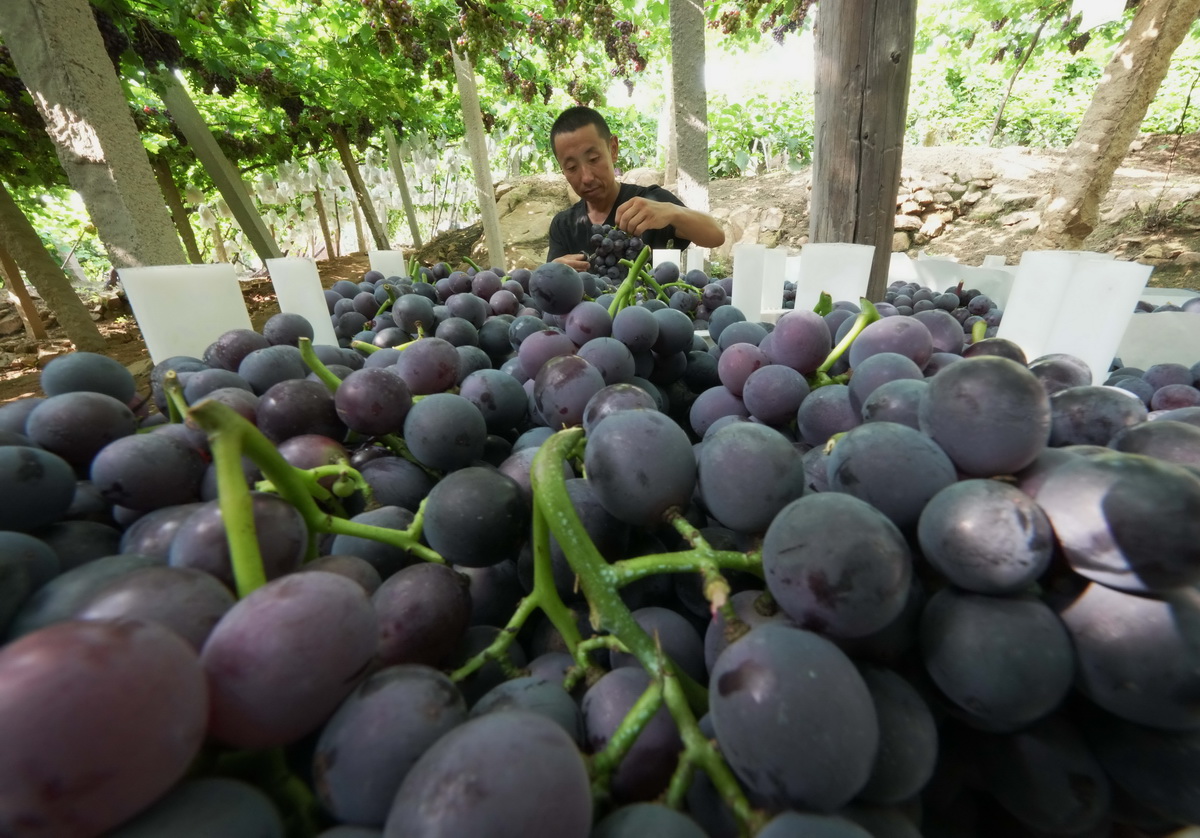 8月15日，卢龙县蛤泊镇鲍子沟村的农民将刚采摘的葡萄装箱。