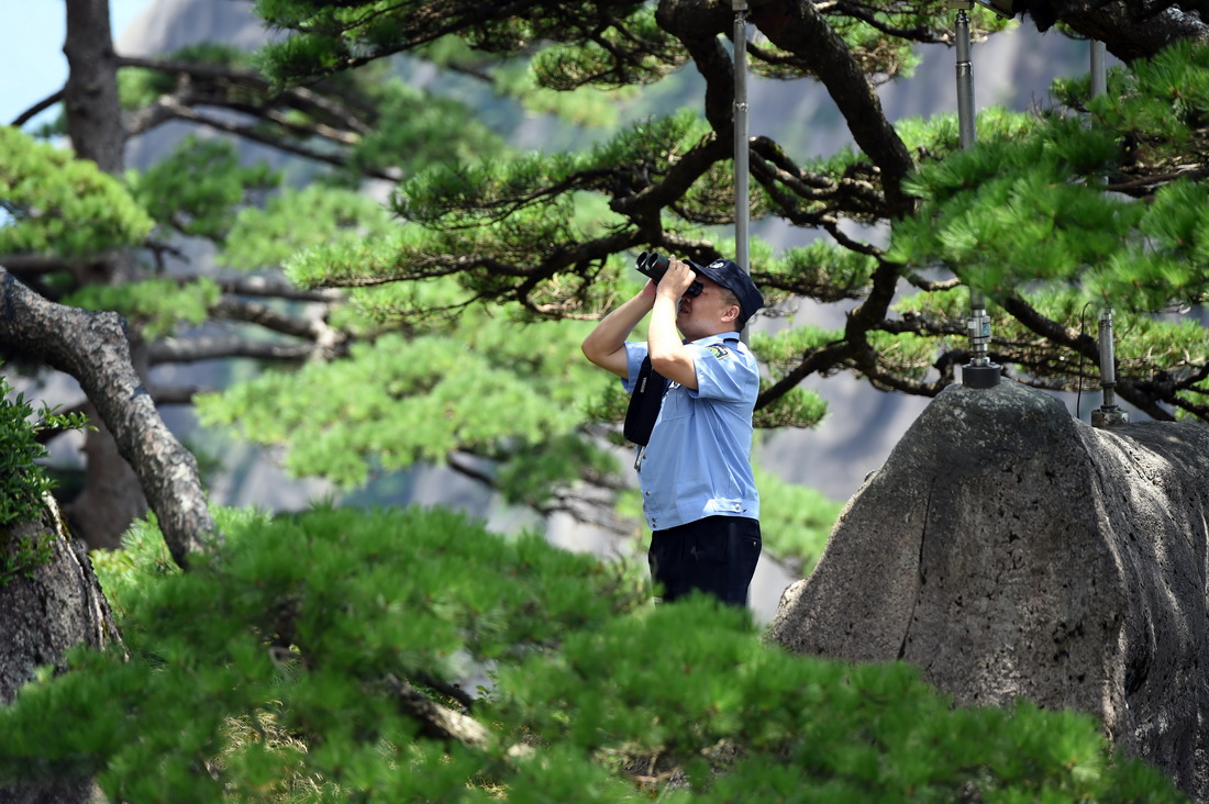 8月14日，胡晓春在例行巡查中用望远镜查看迎客松情况。新华社记者 周牧 摄