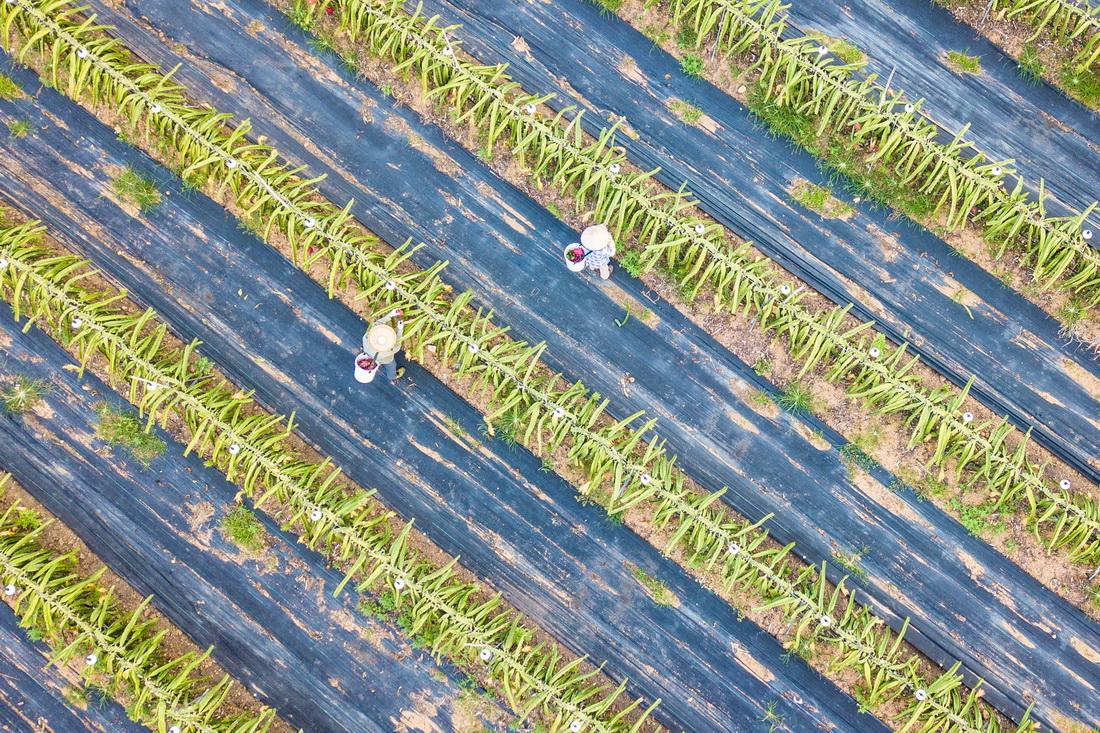 10月18日，工人在海南省东方市的火龙果种植基地采收火龙果（无人机照片）。