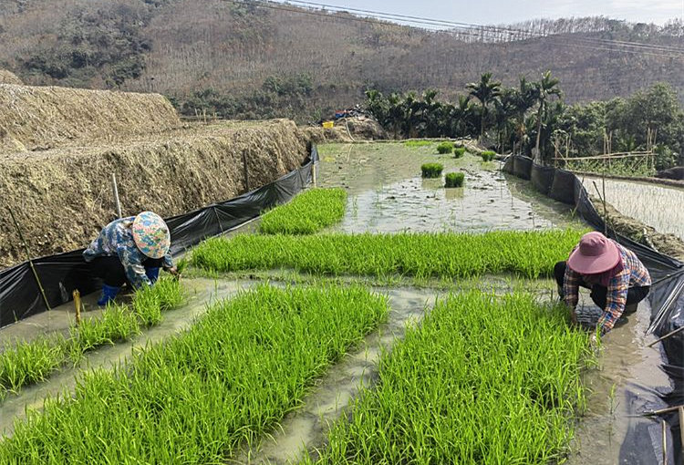 村民们犁田、插秧，水田中一派繁忙景象，几千亩稻田正在陆续换上翠绿的春装。许嘉杰摄