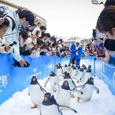 哈尔滨今冬首只全人工孵化企鹅宝宝破壳诞生