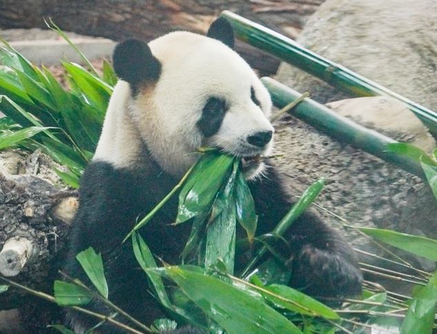 大熊猫“芝士”“芝麻”享受冬日时光