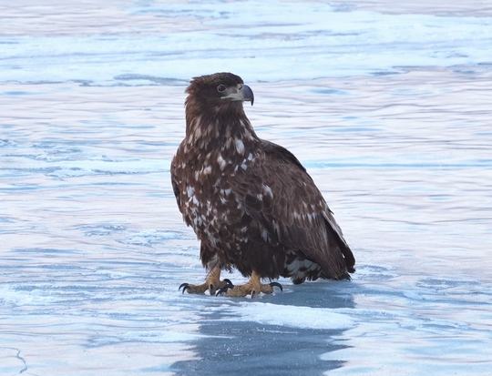 春归兴凯湖 珍稀候鸟陆续现身湿地