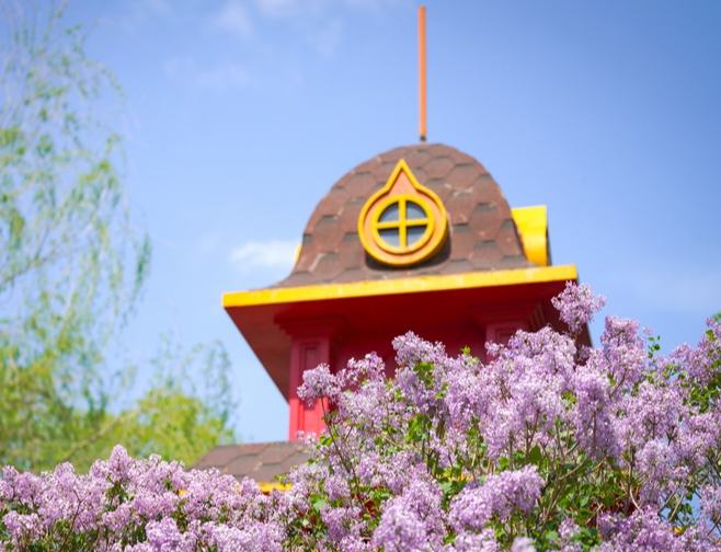 丁香花海扮靓“冰城”